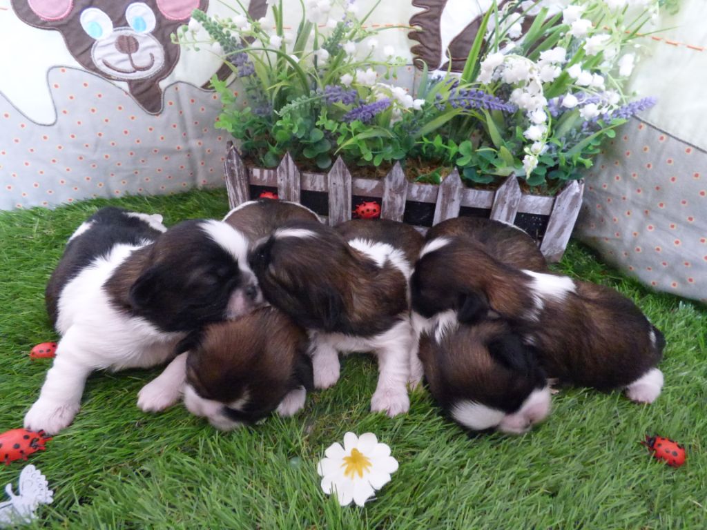 Des petites perles du bonheur - Shih Tzu - Portée née le 06/05/2020