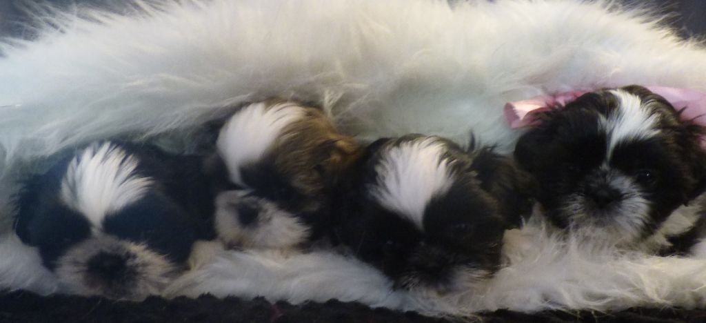 Des petites perles du bonheur - Shih Tzu - Portée née le 04/08/2018